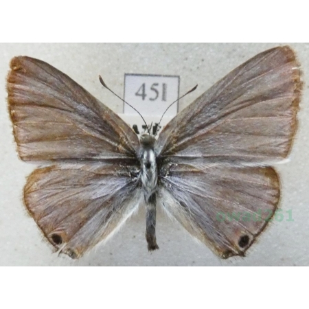 Lampides boeticus (Linnaeus, 1767) Modrogończyk białopręgi Croatia45l